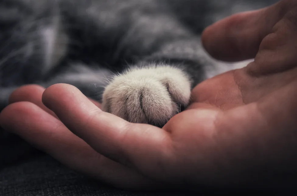 human hand holding cat's paw